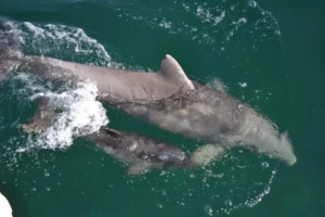 Humpback Whale Sanctuary